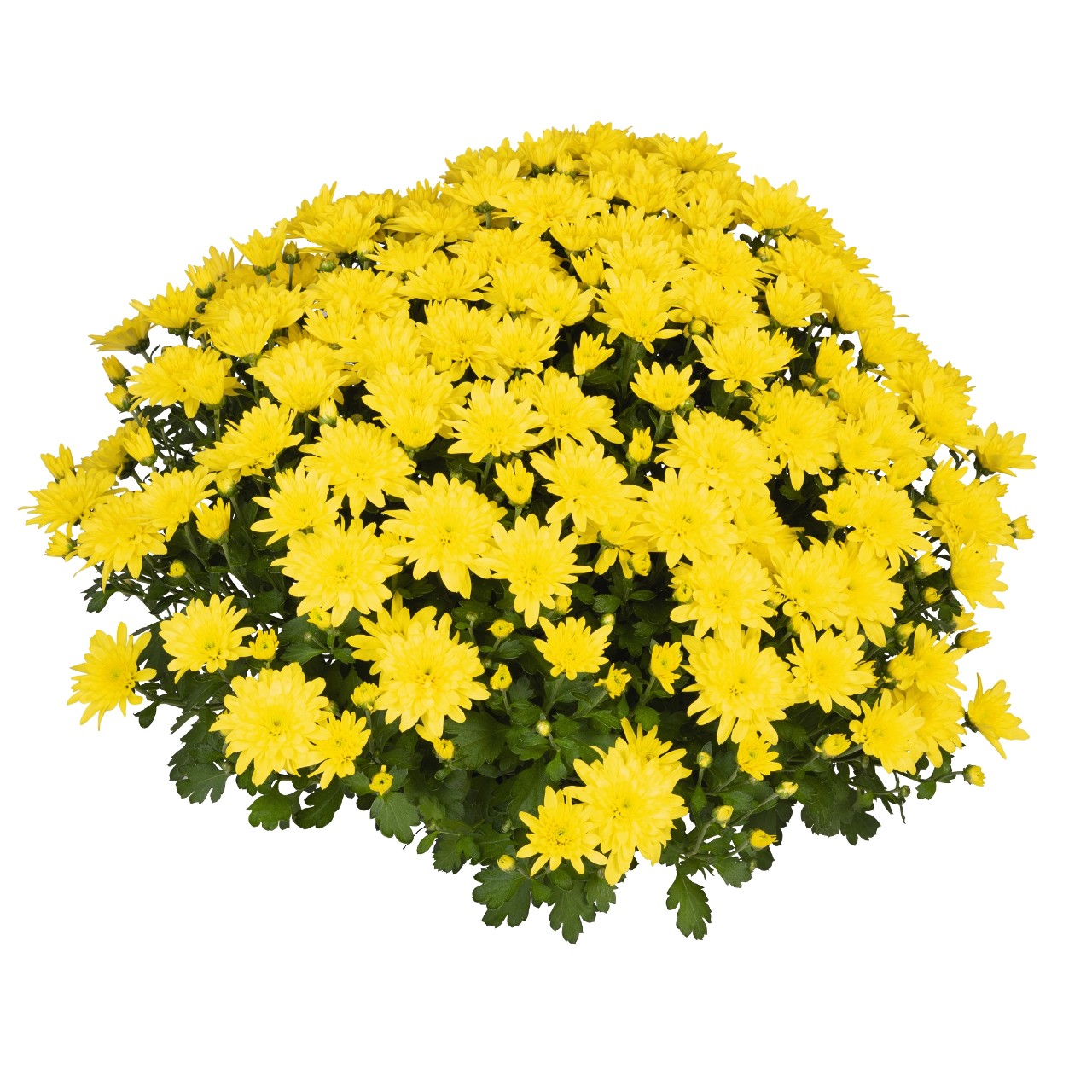 Mum chrysanthemum x morifolium 'Homerun Yellow'