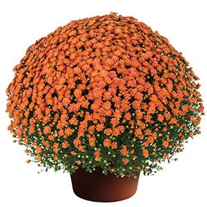 Mum chrysanthemum x morifolium 'Jacqueline Orange Fusion'