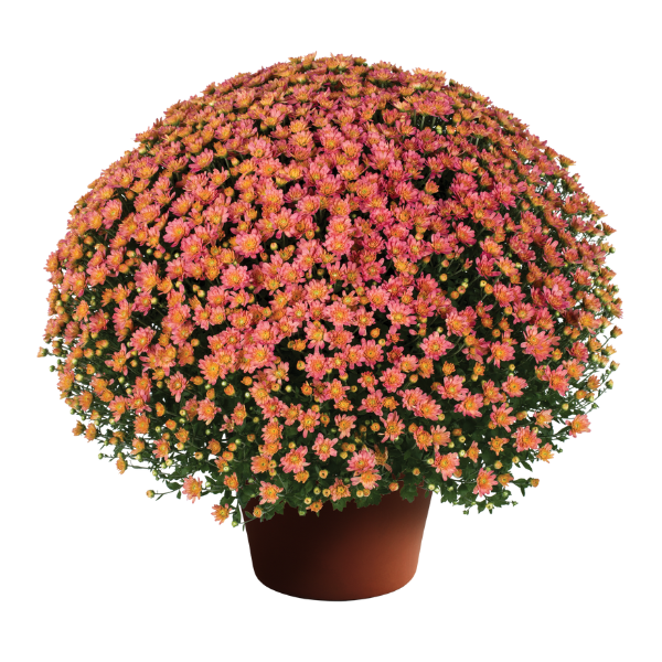 Mum chrysanthemum x morifolium 'Jacqueline Peach Fusion'