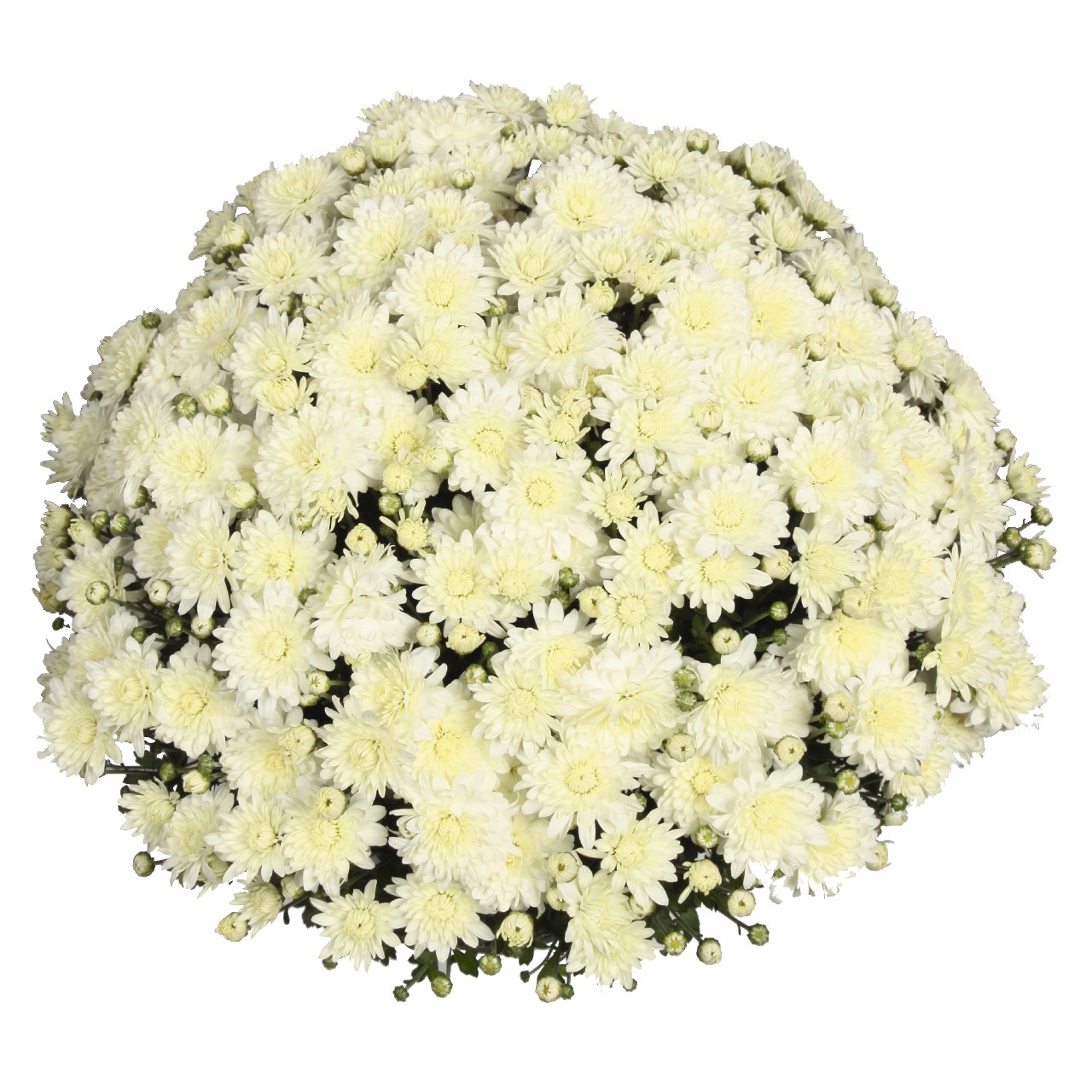 Mum chrysanthemum x morifolium 'Jump White'