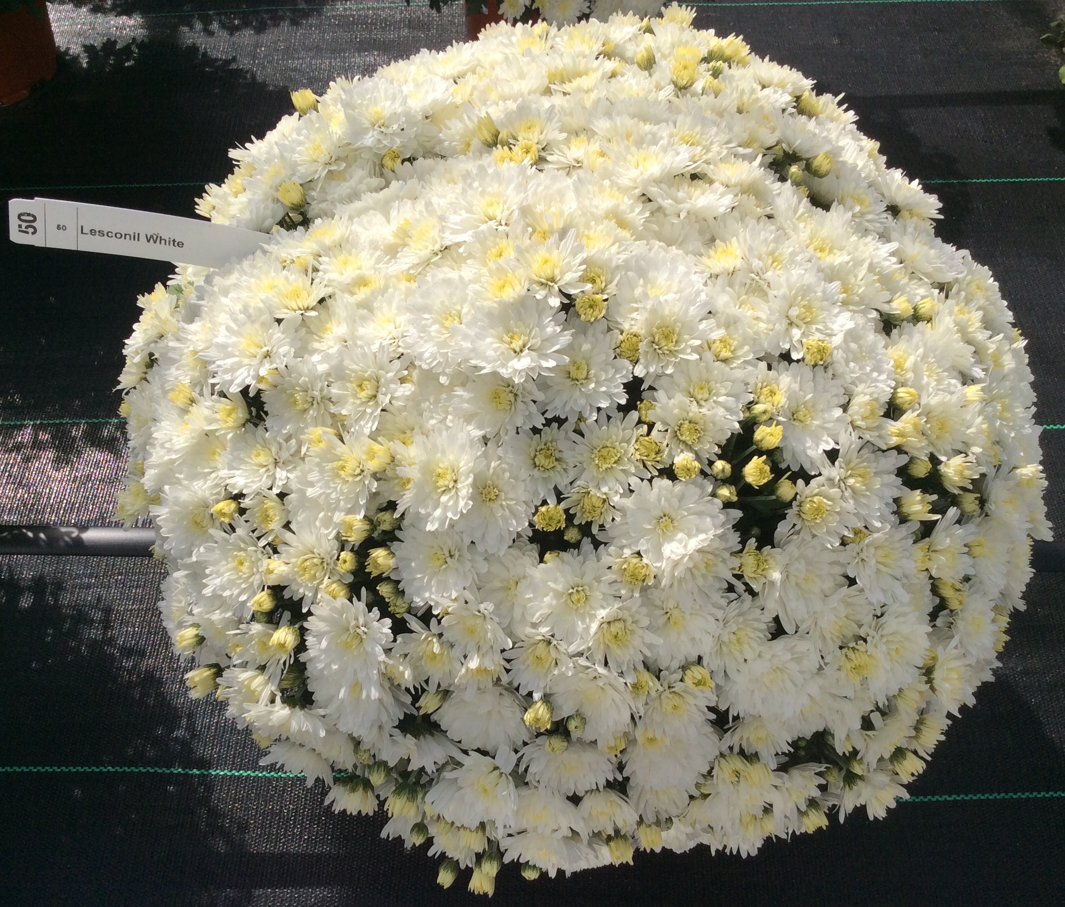 Mum chrysanthemum x morifolium 'Lesconil White'