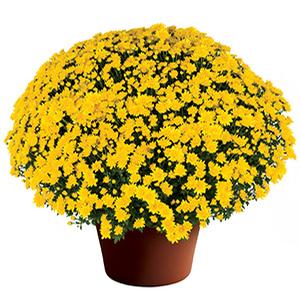 Mum chrysanthemum x morifolium 'Makayla Yellow'