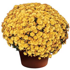 Mum chrysanthemum x morifolium 'Michelle Gold'