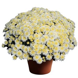 Mum chrysanthemum x morifolium 'Mildred White'