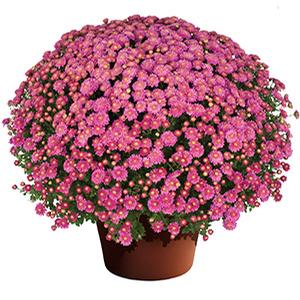 Mum chrysanthemum x morifolium 'Nikki Pink Bicolor'