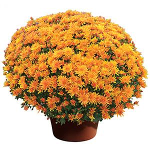 Mum chrysanthemum x morifolium 'Stephany Bronze'