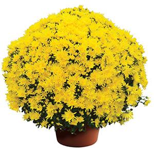 Mum chrysanthemum x morifolium 'Stephany Yellow'