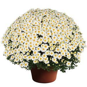 Mum chrysanthemum x morifolium 'Vanna Snow'
