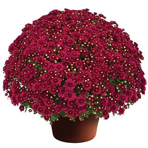 Mum chrysanthemum x morifolium 'Wanda Red'