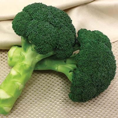 Vegetable Weezie's Broccoli 'Green Magic'