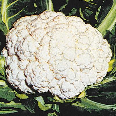 Vegetable Weezie's Cauliflower 'Snow Crown'
