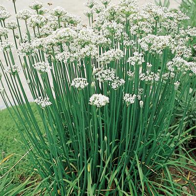 Herb Chives 'Garlic'