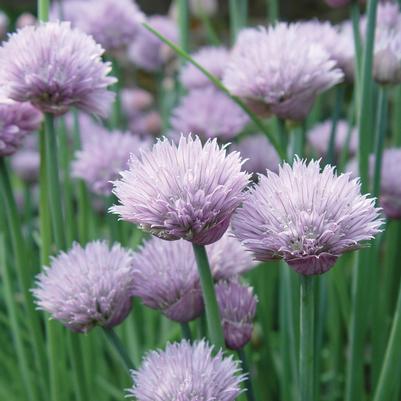 Herb Chives 'Onion'