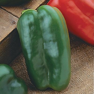 Vegetable 'Pepper Big Bertha'