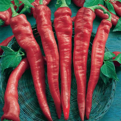Vegetable 'Pepper Cayenne Long Thin'