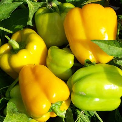 Vegetable 'Pepper Flavorburst Hybrid'