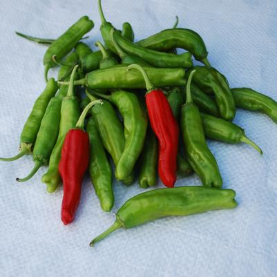 Vegetable 'Pepper Shishito'
