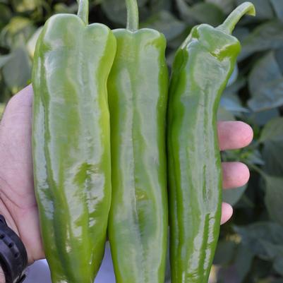 Vegetable 'Pepper Spitfire'