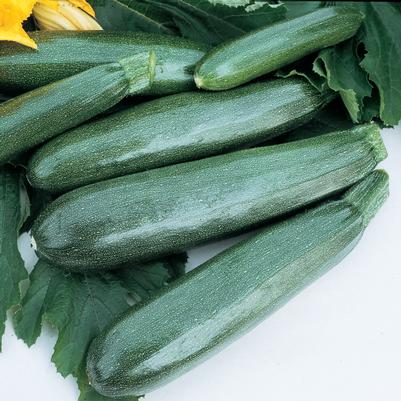 Vegetable 'Squash Balls Zucchini II'