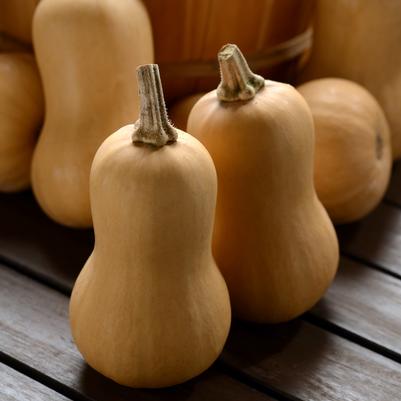 Vegetable 'Squash Butterbaby'