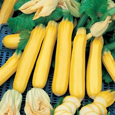 Vegetable 'Squash Golden Zebra Zucchini'
