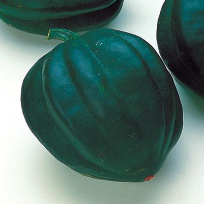 Vegetable 'Squash Table Ace'