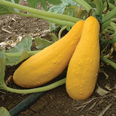Vegetable 'Squash Yellow Straight Neck'