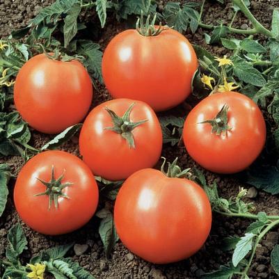 Weezie's Garden 'Tomato Beefsteak'