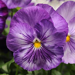 Pansy 'Matrix Lavender Shades'