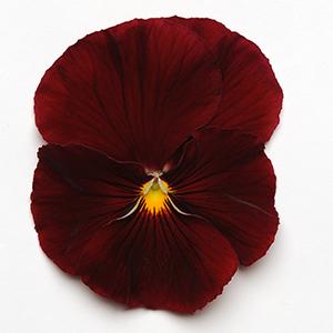Pansy viola x wittrockiana 'Spring Matrix Scarlet'
