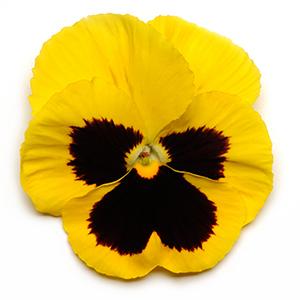 Pansy viola x wittrockiana 'Spring Matrix Yellow Blotch'