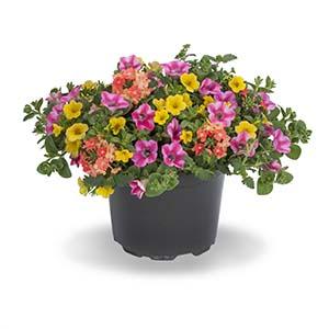 Kwik Kombo 'Beach Bound'