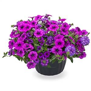 Kwik Kombo 'Crushed Velvet'