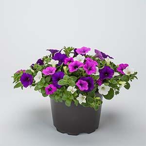 Kwik Kombo 'Dekko Moody Blues Imp'