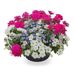 Kwik Kombo 'Light Bright Imp'