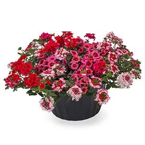 Kwik Kombo 'Little Piece of my Heart'