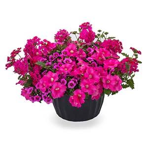 Kwik Kombo 'Love Potion'