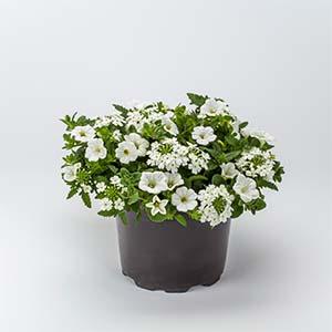 Kwik Kombo 'Paloma Imp'