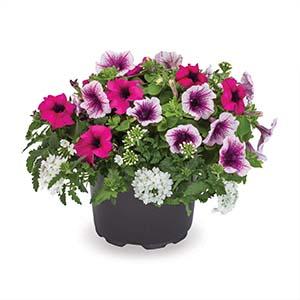 Kwik Kombo 'Royal Duchess'