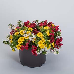 Kwik Kombo 'Spring Sunset'