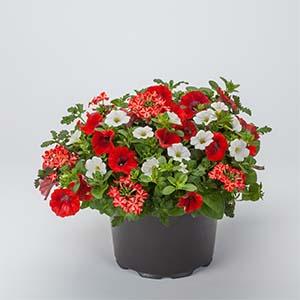 Kwik Kombo 'Walk of Stars Imp'