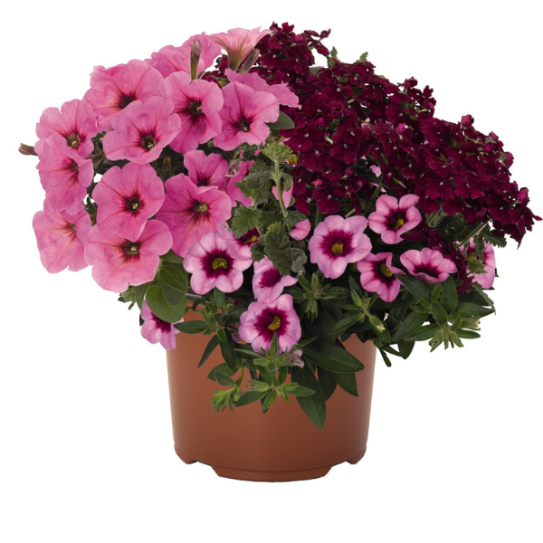 Confetti Garden 'Bling Cherry 26'