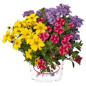 Confetti Garden 'Compact Fleur de Edna'