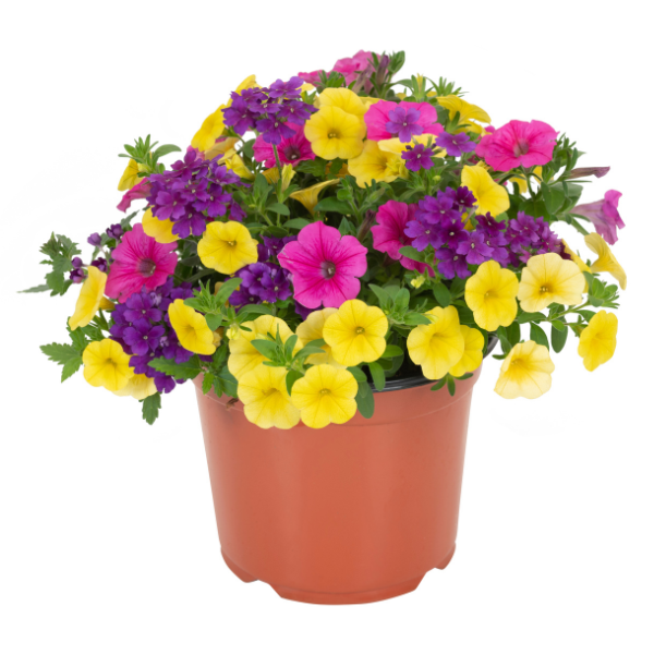 Confetti Garden 'Endurable Beauty 26'