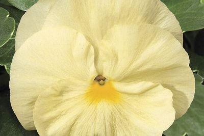 Pansy viola x wittrockiana