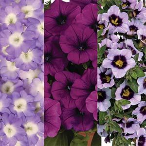 Confetti Garden 'Endurable Lilac 26'