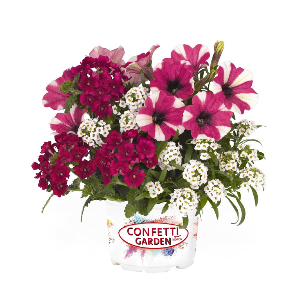 Confetti Garden 'Glossy Cherry'