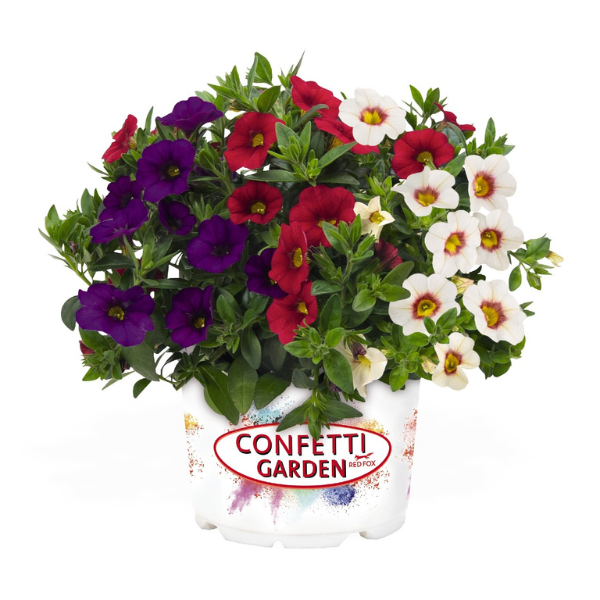 Confetti Garden 'Hawaiian Country 26'