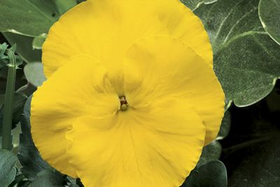 Pansy viola x wittrockiana