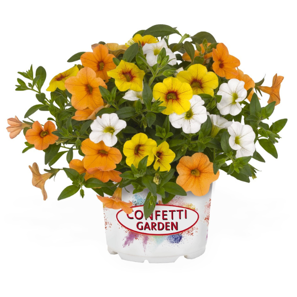 Confetti Garden 'Hawaiian Fruit Bowl 26'